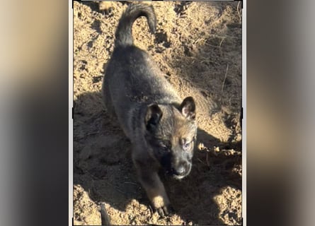 Von Tannengrunder Wald Schäferhund aus der Leistungszucht