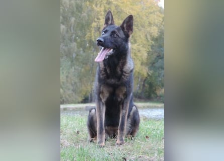 Deutsche Schäferhündin, gerader Rücken m.P.