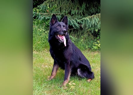 DSH Welpe Hündin, gerader Rücken