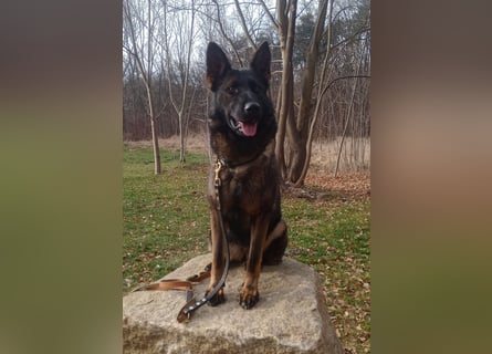 Deutsche Schäferhündin, gerader Rücken m.P.
