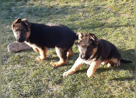 DSH-Welpen zu verkaufen