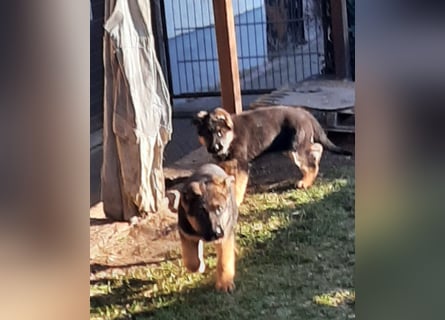 DSH-Welpen zu verkaufen