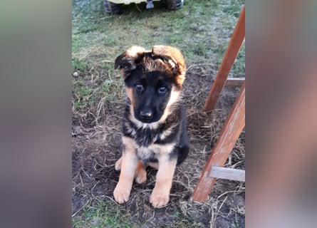 DSH-Welpen zu verkaufen