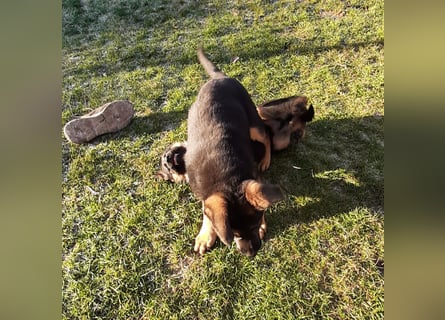 DSH-Welpen zu verkaufen