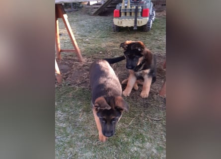 DSH-Welpen zu verkaufen