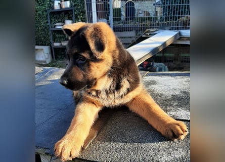 DSH-Welpen zu verkaufen