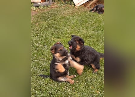 DSH-Welpen zu verkaufen