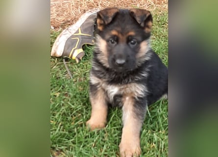 DSH-Welpen zu verkaufen