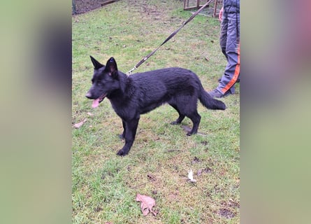 sportlicher Familienhund