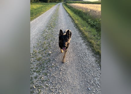 Verkaufe Deutschen Schäferhundrüde