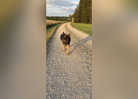 Verkaufe Deutschen Schäferhundrüde