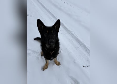 Verkaufe Deutsche Schäferhundrüde