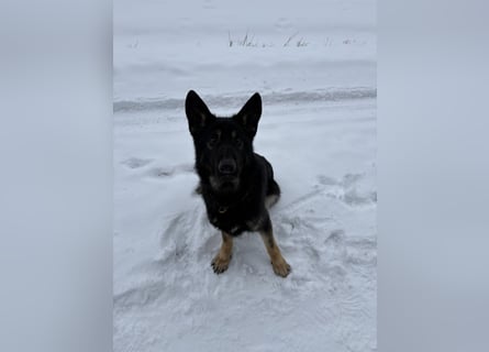 Verkaufe Deutsche Schäferhundrüde