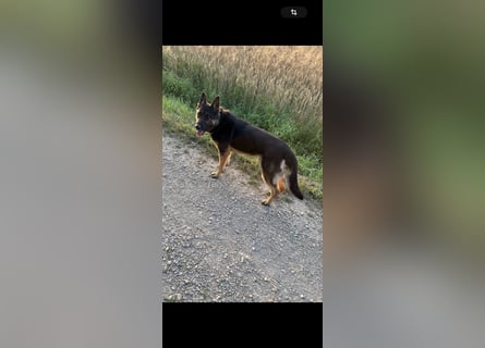 Verkaufe Deutschen Schäferhundrüde