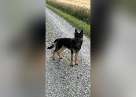 Verkaufe Deutschen Schäferhundrüde