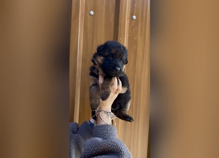 Deutsche Schäferhund Hündinnen Stockhaar suchen neues zu Hause