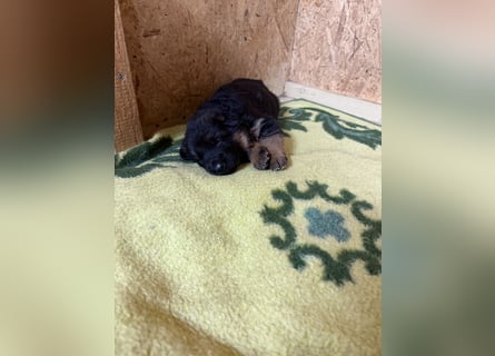 Schäferhundwelpen Hündinnen suchen neues zu Hause