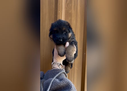 Deutsche Schäferhund Hündinnen Stockhaar suchen neues zu Hause