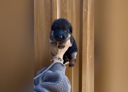 Deutsche Schäferhund Hündinnen Stockhaar suchen neues zu Hause