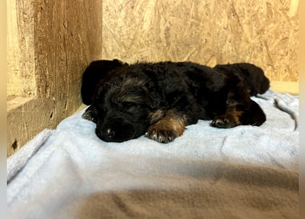 Deutsche Schäferhund Hündinnen Stockhaar suchen neues zu Hause