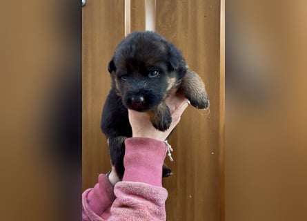 Deutsche Schäferhund Hündinnen Stockhaar suchen neues zu Hause