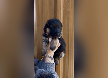 Deutsche Schäferhund Hündinnen Stockhaar suchen neues zu Hause