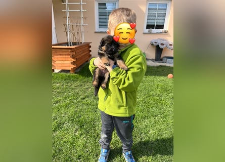 Deutsche Schäferhund Hündinnen Stockhaar suchen neues zu Hause