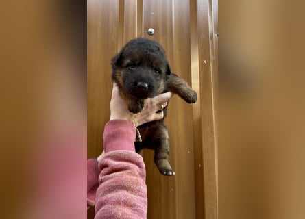 Deutsche Schäferhund Hündinnen Stockhaar suchen neues zu Hause