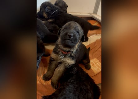 Deutsche Schäferhund Hündinnen Stockhaar suchen neues zu Hause