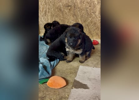 Schäferhundwelpen Hündinnen suchen neues zu Hause