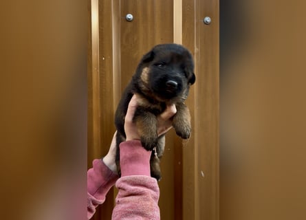 Deutsche Schäferhund Hündinnen Stockhaar suchen neues zu Hause