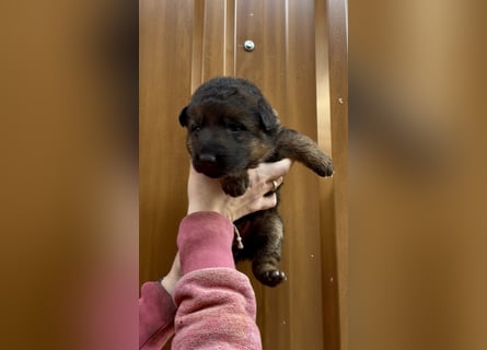 Deutsche Schäferhund Hündinnen Stockhaar suchen neues zu Hause