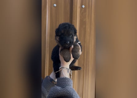 Deutsche Schäferhund Hündinnen Stockhaar suchen neues zu Hause