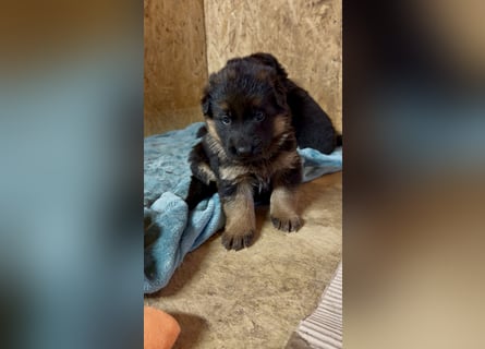 Schäferhundwelpen Hündinnen suchen neues zu Hause