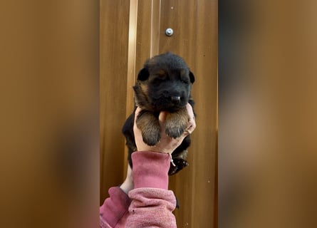 Deutsche Schäferhund Hündinnen Stockhaar suchen neues zu Hause