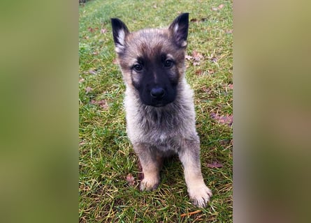 Sehr schöne kräftige Schäferhund Welpen zu verkaufen.