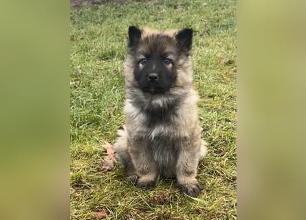 Sehr schöner kräftiger altdeutscher Schäferhund Welpe zu verkaufen.