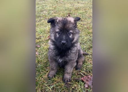 Sehr schöne kräftige Schäferhund Welpen zu verkaufen.