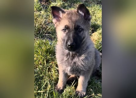 Sehr schöner kräftige Schäferhund Welpe  ( Rüde) zu verkaufen.