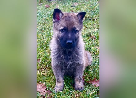 Sehr schöne kräftige Schäferhund Welpen zu verkaufen.