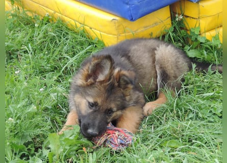 Liva