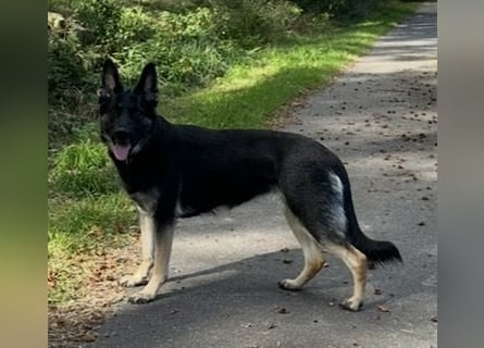 Deutsche Schäferhund Welpen
