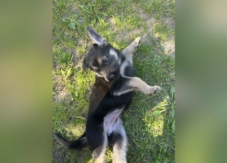 Deutsche Schäferhund Welpen