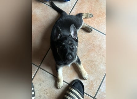 Deutsche Schäferhund Welpen
