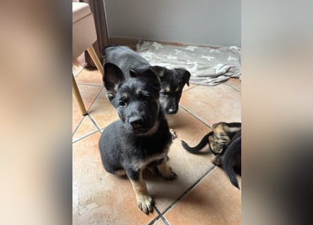 Deutsche Schäferhund Welpen