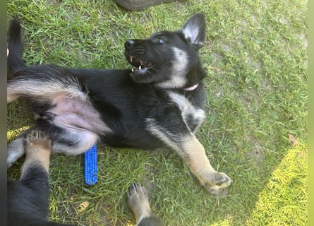 Deutsche Schäferhund Welpen
