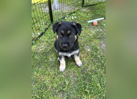 Deutsche Schäferhund Welpen