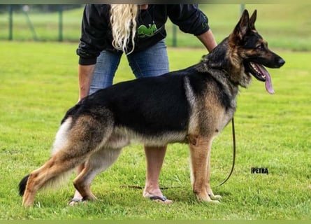 Deutsche Schäferhund Welpen