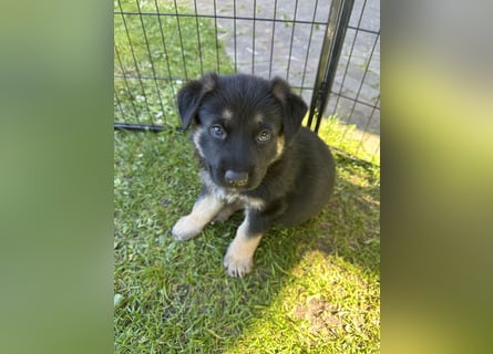 Deutsche Schäferhund Welpen