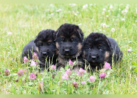 Schwarz-braune Schäferhundwelpen